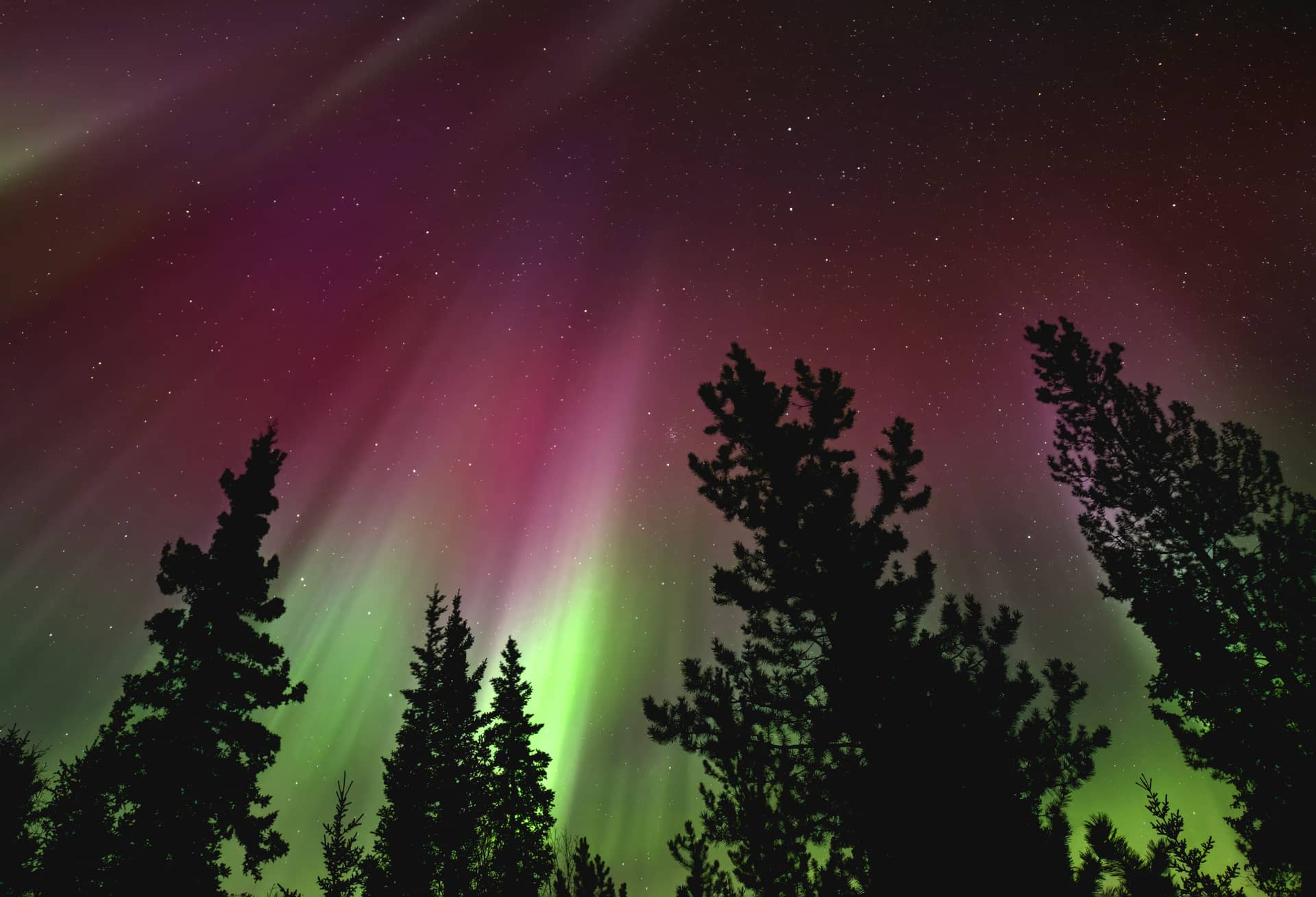 Northern lights over a silhouetted evergreen under a starry Yukon sky